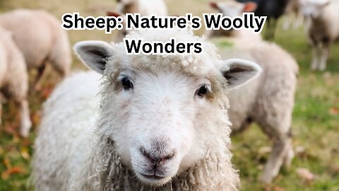Sheep: Nature's Woolly Wonders