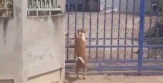 Dog climbs over gate to enter house