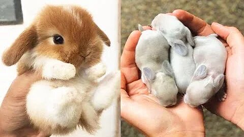 Cutest baby animals Videos Compilation cute moment of the animals #3 Cutest Animals 2023