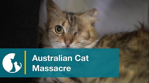 Australian Cat Massacre