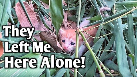 SAVE ME! Rescue Poor Abandoned Baby Cats were hidden in leaves!