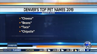 Top dog & cats names for 2019
