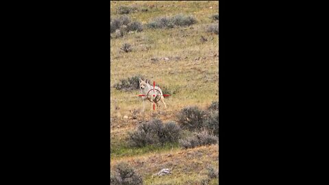 Hunting Coyotes #shorts #cat #animals #hunter #138