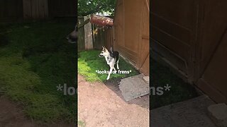 Maple looks for her Frens #shortsvideo #dog #cute #shepsky #doggo #cutedog #friends