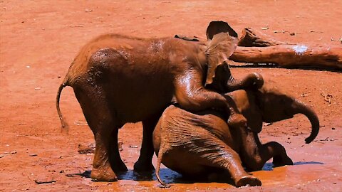 Baby elephants enjoying a mud bath