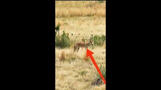 Hunting Coyotes #shorts #dogs #animals #hunter #114