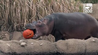 Animals enjoy Halloween treats at Cincinnati Zoo