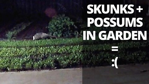 Get Rid of Skunks and Possums in Your Garden