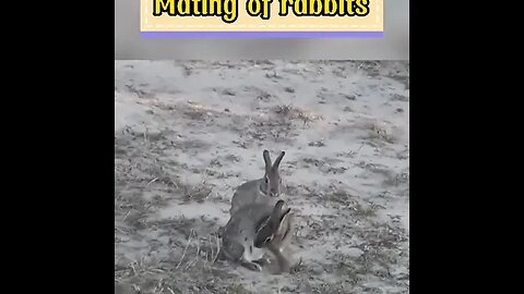Mating of rabbits #shorts