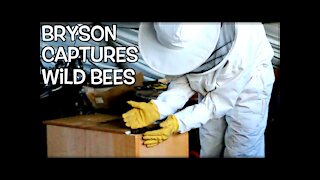 Bryson Captures Wild Bees & Harvests Honey! | Weekly Peek Ep40