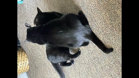 How do I stop my Twin cats fighting each other ?