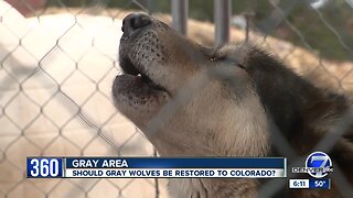 Supporters, farmers at odds over reintroducing wolves to Colorado