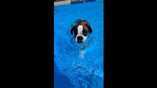 Boxer puppy learning to swim