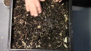 Worm factory 360 - feeding #4 Day 17