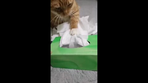 Funny Kitten Wastes An Entire Box Of Tissues