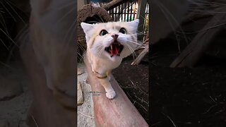 If you've heard of them, no you haven't tiktok sandiegozoo #cats