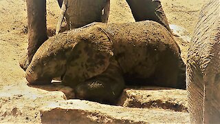 Baby Elephant Scratches Itchy Body Parts With Real Determination