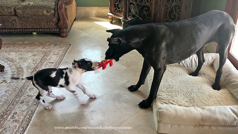 Great Dane Pulls Puppy Along Using Toy to Play in Her Bed *=