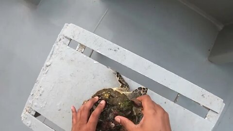 Rescue Sea Turtle Removing Barnacles From a Poor Sea Turtle | animals, Nature, turtles, ocean, AMR-4