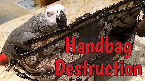 Naughty parrot destroys expensive designer handbag