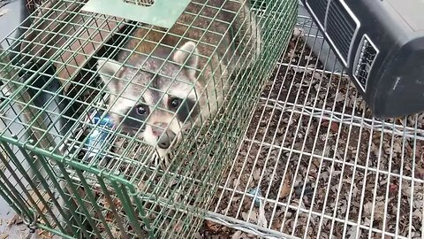 Trash panda's doing what they do. 2023 and you!