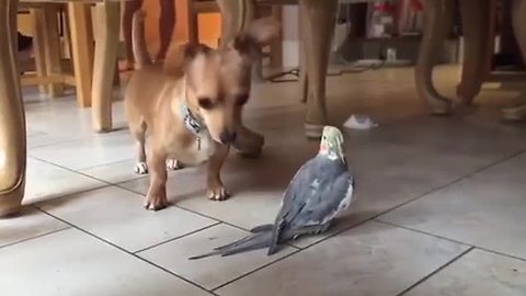 Cheerful Cockatiel Annoys Family Dog With Its Singing