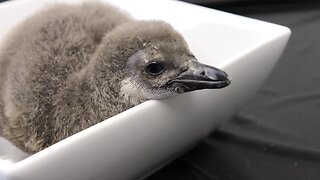 ZooTampa welcomes spring and African penguin chick