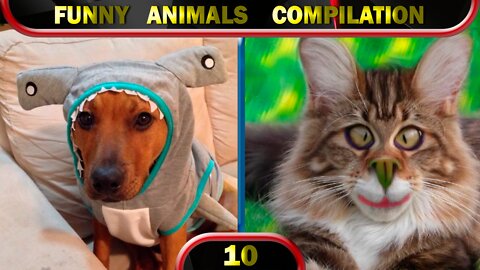 Funny Animals 2022 February 🐱 Cats 🐶 Dogs 🐹 Cute Pets 😂 Compilation 10