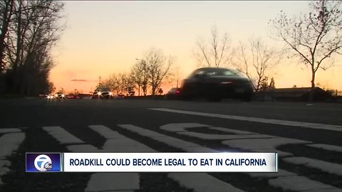 Roadkill could become legal to eat in California