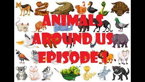 Animals Around Us Episode 1- English for Babies - ESL Learners