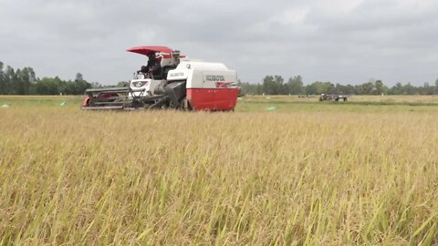 Harvesting Rice 3