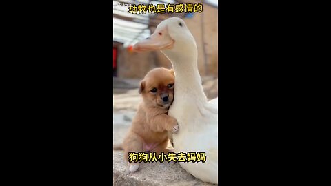 @@ Duck and puppy play @@