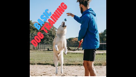 Basic Dog Training you should know