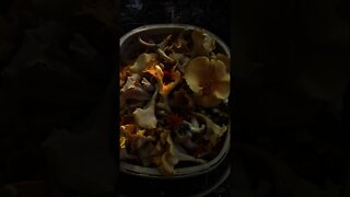 Foraging Chanterelle Mushrooms. Cooking wild edible mushrooms over a campfire. Bushcraft skills.