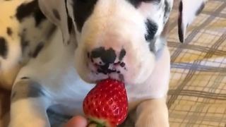 Great Dane puppy falls asleep while eating strawberries
