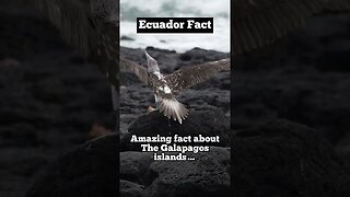 Ecuador facts about the Galapagos! #shorts