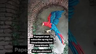 Vreemde vogel