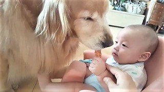 Baby Hand-Feeds Snack To Gentle Golden Retriever