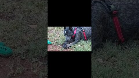 My dog #blueheeler #australiancattledog