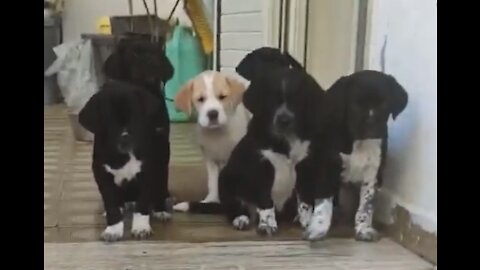 Dog Puppies learn to go down the stairs