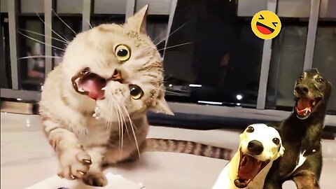 New Funny Animals 😂 Funniest Cats and Dogs Videos 😺🐶 Part 118