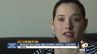 English Bulldog dies during dental cleaning