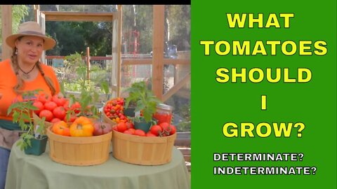 🍅What Tomatoes Should I Grow? 🍅 Determinate or Indeterminate Tomatoes? (Foodie Gardener)