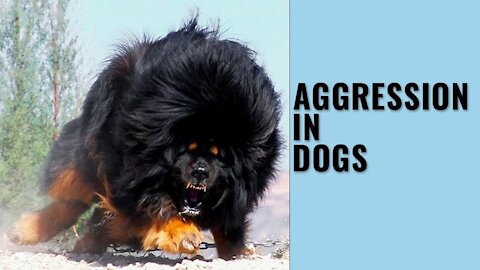 How to Teach Your Dog, Fully Aggressive