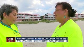 70 percent of sea turtle hatchlings are dying on Anna Maria Island due to condo lighting