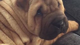 Shar Pei puppy has extreme case of the hiccups