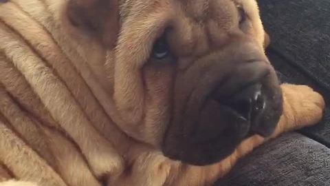 Shar Pei puppy has extreme case of the hiccups