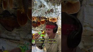 Why do they use smoke when collecting the Mad Honey in Nepal? Joe Rogan & Sonny