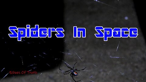 Black Widow Spiders - IN OUTER SPACE!!