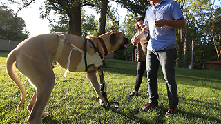 Dog prosthetic leg: English mastiff names Moose gets new leg -- and new leg on life